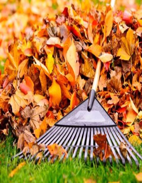 leaves and a rake